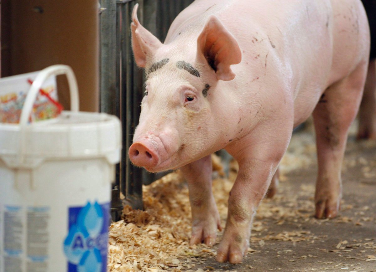 Oxford University Press has responded to allegations that it has banned pigs or pork from its children's books.