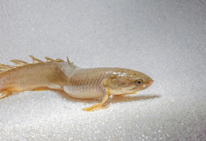 A close-up image of the Polylpterus senegalus, or walking fish.