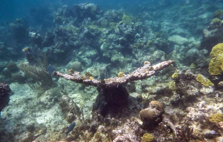 A coral reef off Nassau, Bahamas.