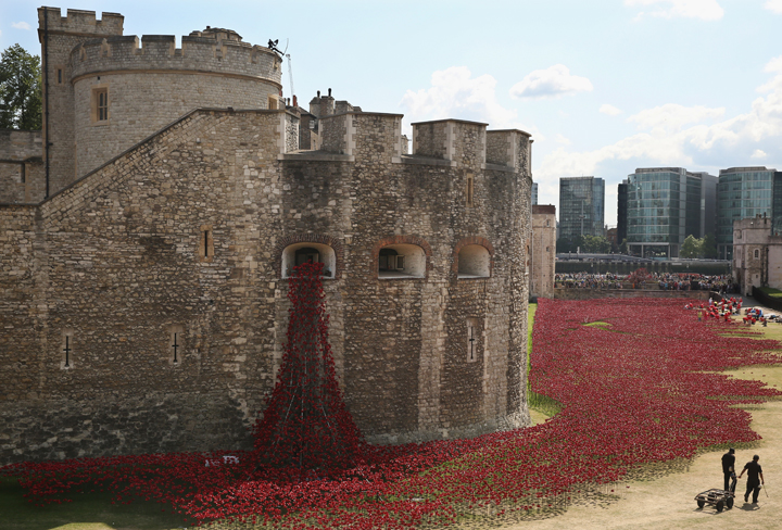 Volunteers continue to assemble an installation entitled ‘Blood Swept Lands and Seas of Red’ by artist Paul Cummins, made up of 888,246 ceramic poppies, is seen in the moat of the Tower of London to commemorate the First World War on August 3, 2014 in London, England. Each ceramic poppy represents an allied victim of the First World War and the display is due to be completed by Armistice Day on November 11, 2014.