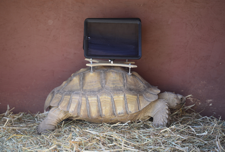 This Aug. 2, 2014 photo shows a tortoise with an iPad mounted on its back.