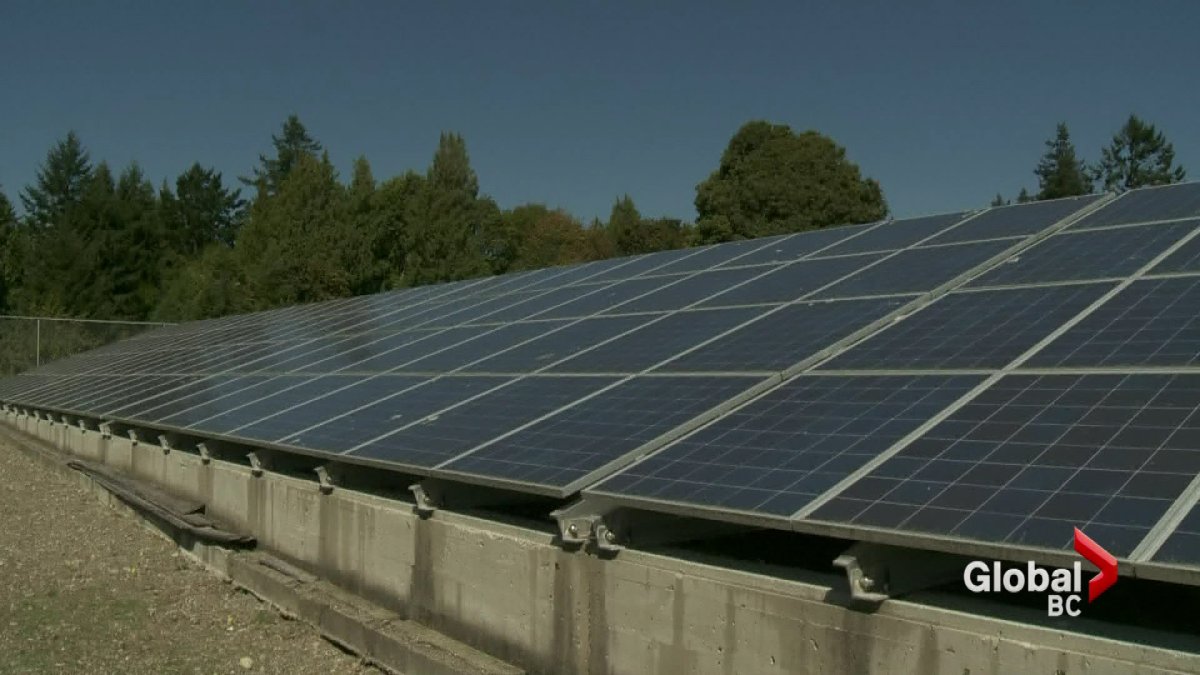Wasabi farm on Vancouver Island leading the way in sustainability