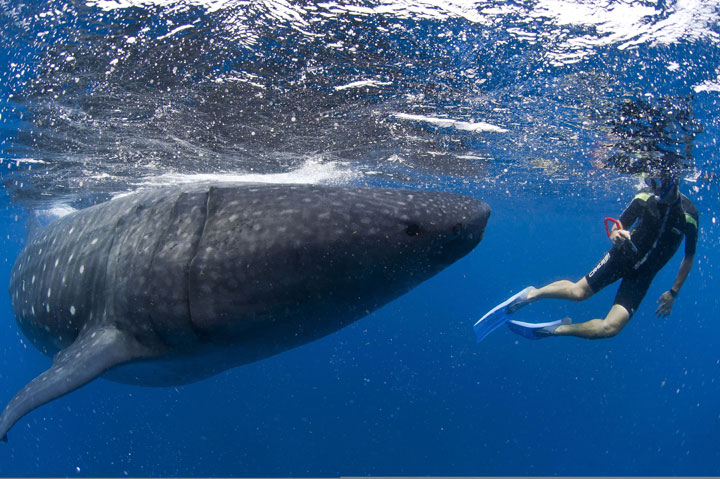 A whale shark glides by a diver.