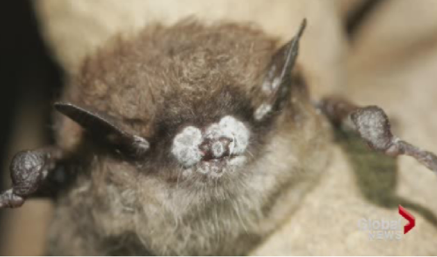 White-nose syndrome has killed more than six million bats across North America.