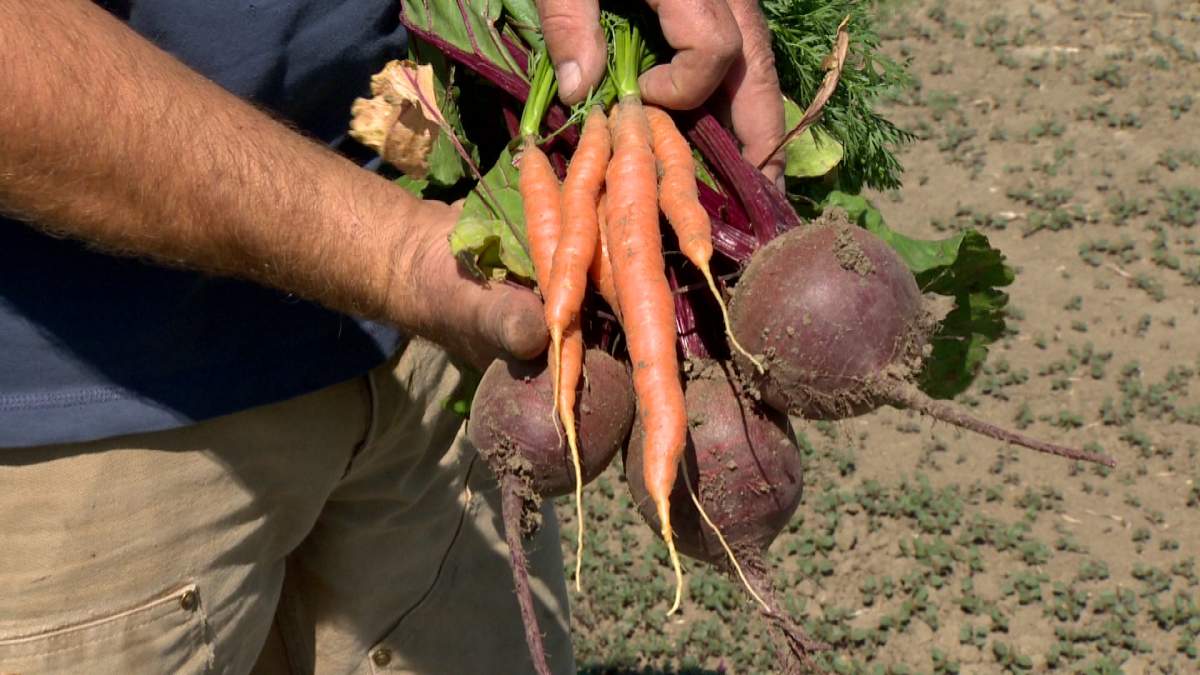 Organic Okanagan; local festival promotes green living - image