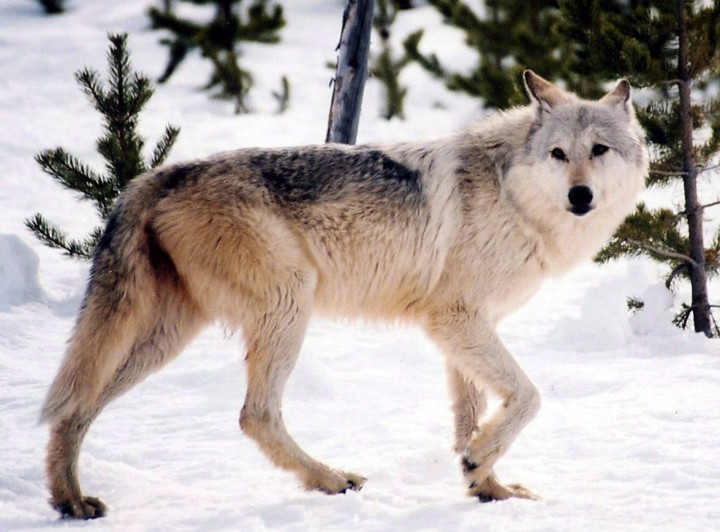 A pilot program is launching in Saskatchewan to try and control the province’s wolf population.