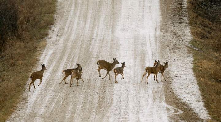 A herd of deer cross a snow covered gravel road, in this Tuesday, Dec. 20, 2011 file photo taken near Prairie City, Iowa. Long the bane of gardeners and unwary motorists, soaring deer populations are also nuisances for airports and threats to pilots, especially at this time of year, according to aviation and wildlife experts. There were only about 350,000 of the creatures in the U.S. in 1900. By 1984 there were 15 million and by 2010 more than 28 million. 