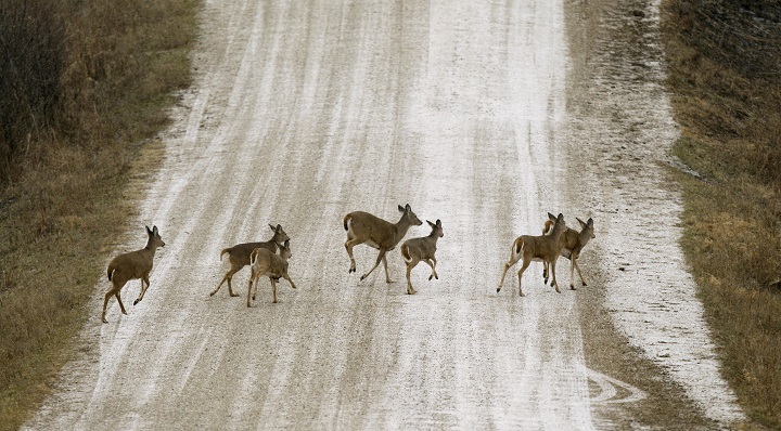 A herd of deer cross a snow covered gravel road, in this Tuesday, Dec. 20, 2011 file photo taken near Prairie City, Iowa. Long the bane of gardeners and unwary motorists, soaring deer populations are also nuisances for airports and threats to pilots, especially at this time of year, according to aviation and wildlife experts. There were only about 350,000 of the creatures in the U.S. in 1900. By 1984 there were 15 million and by 2010 more than 28 million. 