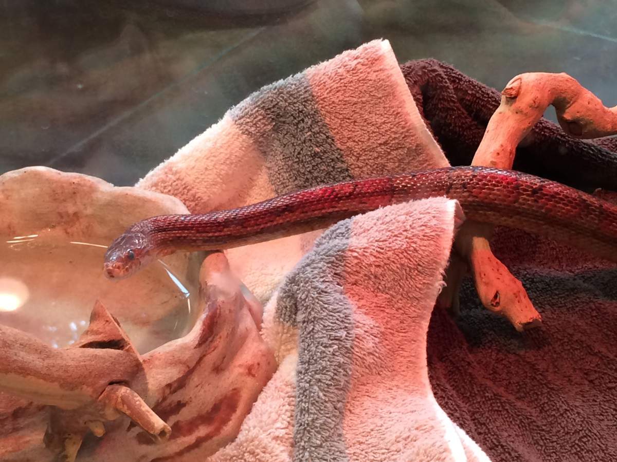 Edmonton Humane Society closes doors to owner-surrendered reptiles. Septm 18, 2014