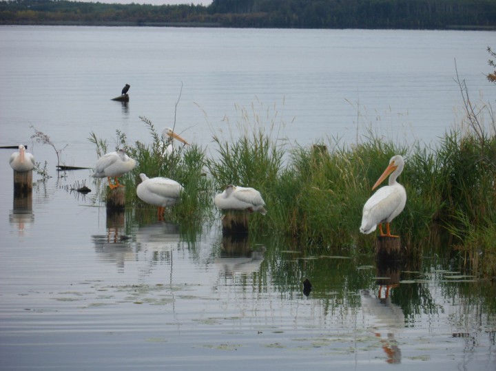 Sept. 9: This Your Saskatchewan photo was taken by Dorothy Caisse of pelicans galore in Buffalo Narrows.