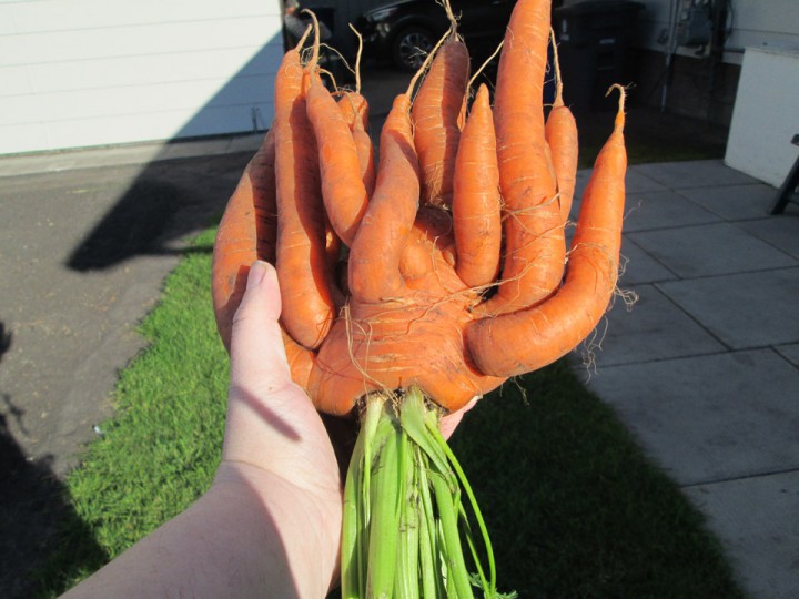 Sept. 10: This Your Saskatchewan photo was taken by Jennifer Eros of a carrot grown in Spiritwood.