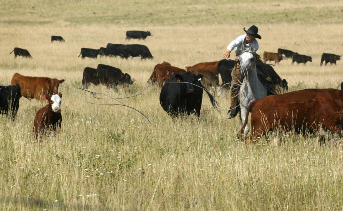 A cowboy attempts to rope a calf during a cattle drive on the Waldron Grazing Co-op, near Longview, Alberta, Monday, July 28, 2003. 