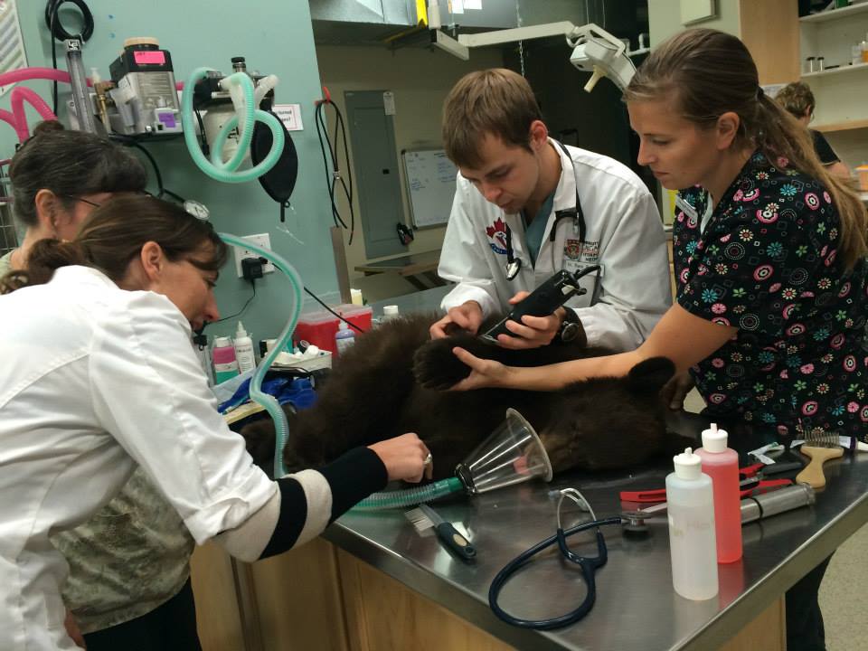 Orphaned bear cubs get new lease on life - image