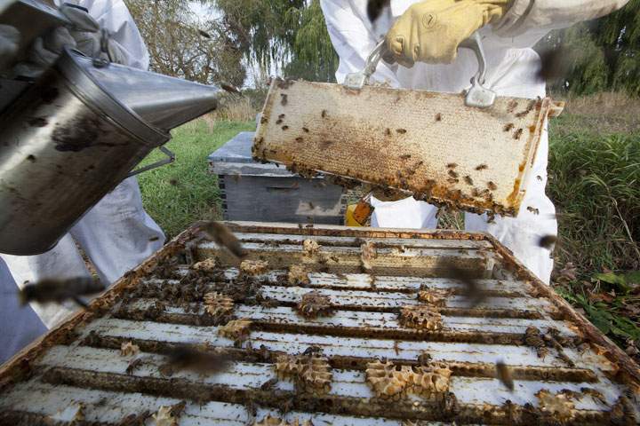 Ontario beekeepers are seeing a decline of bees across the province.