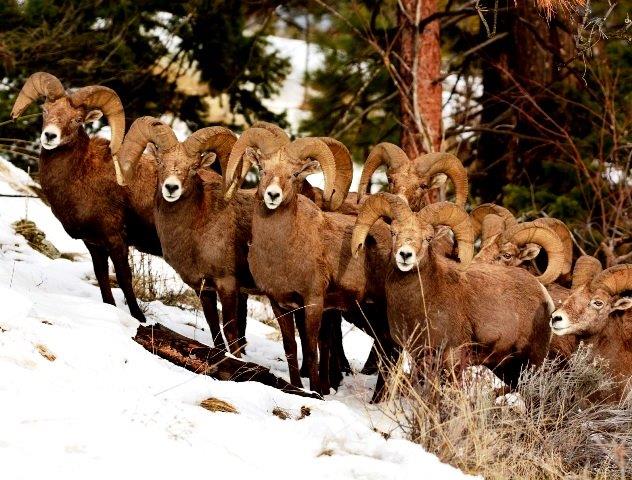 Prescribed burns planned for the Okanagan to help Big Horn Sheep - image