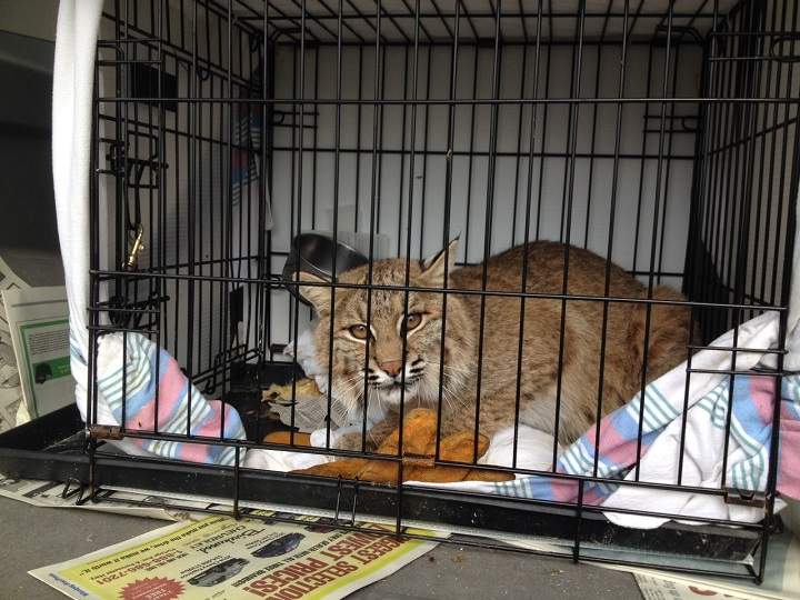 Bobcat Amira