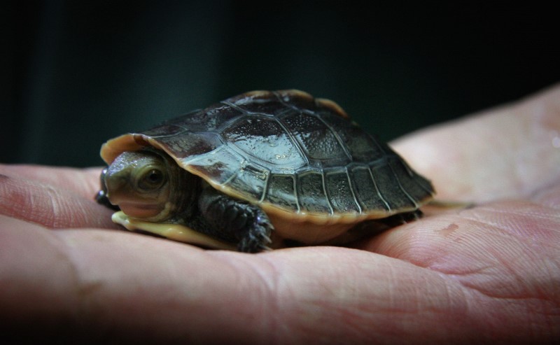 Ontario woman hit by car after trying to help turtle on road - image