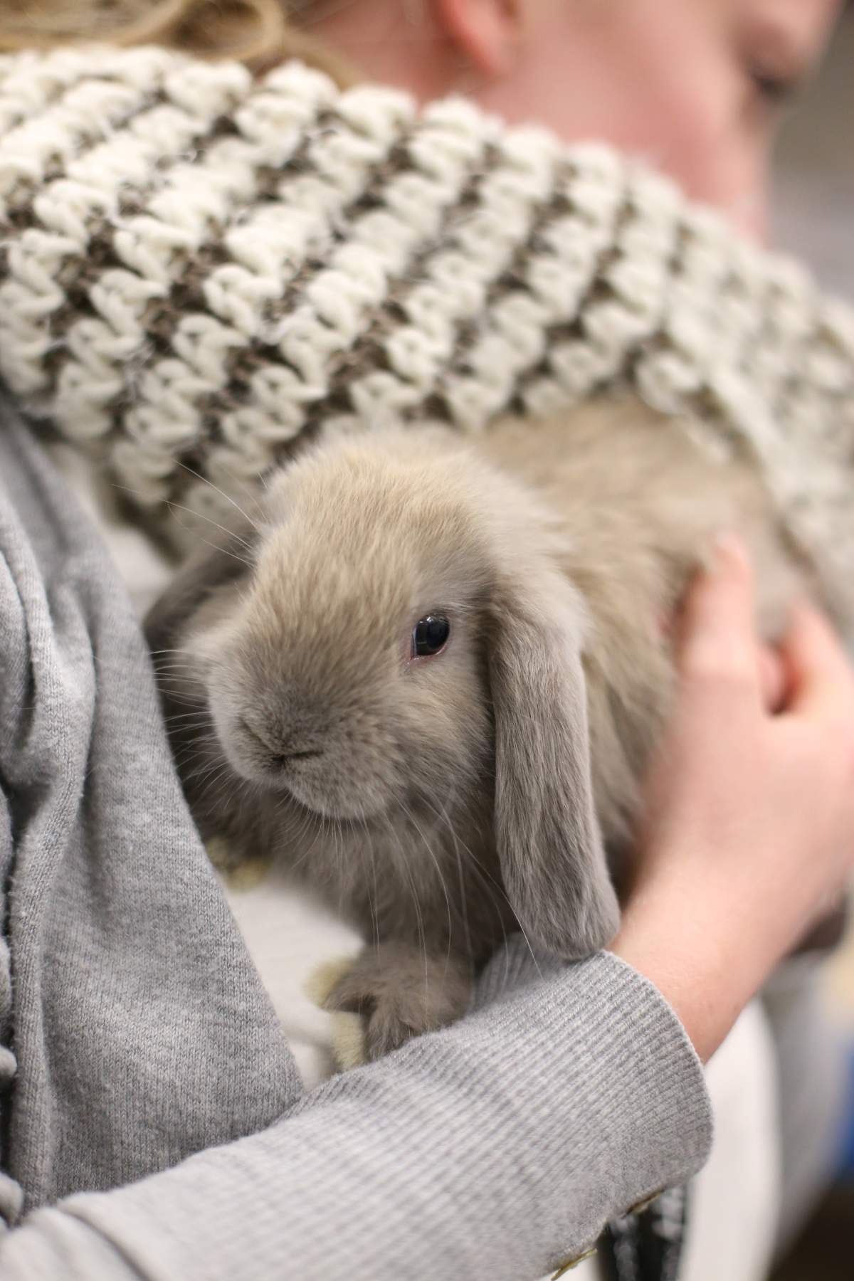 A rabbit removed from a southeast Calgary home after being discovered living in what the Calgary Humane Society described as unsanitary conditions.