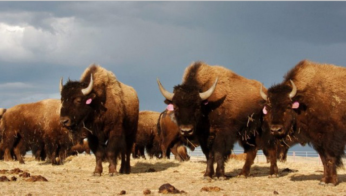 Tribes from Canada and United States sign bison treaty - image