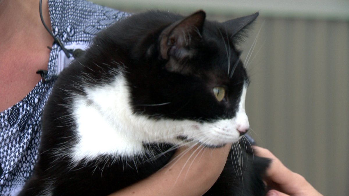 Owners of unlicensed cats in Winnipeg face fines of up to $250.