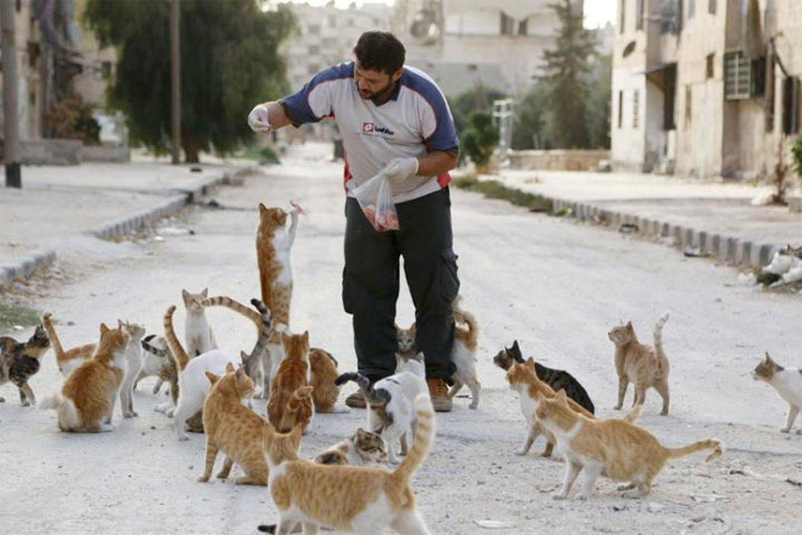 Alaa, who has been feeding and taking care of the animals for over two months, says he spends about $4 of his savings daily on meat to feed over 150 stray cats in his neigbourhood of Masaken Hanano in Aleppo.
