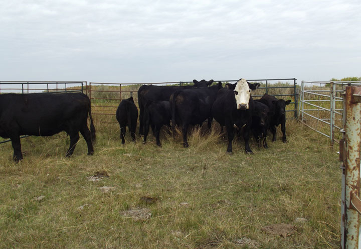 A search warrant executed in rural Saskatchewan turns up cattle believed to be stolen six years ago.