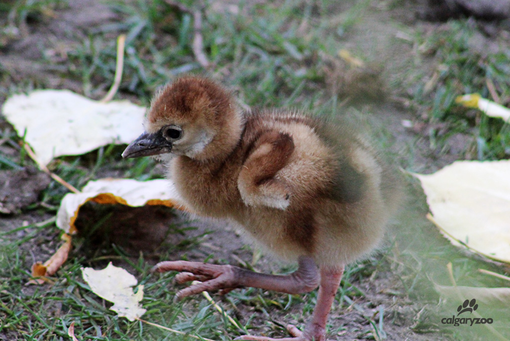 African Crowned Crane Chick.