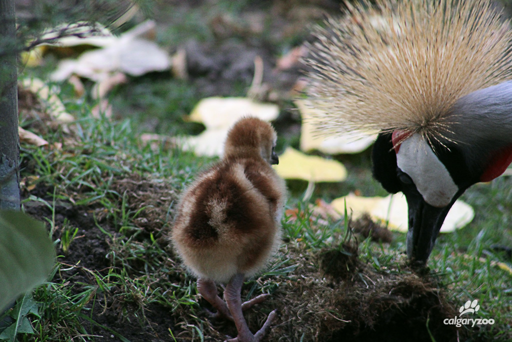 Proud parents gaurd African Crowned Crane Chick