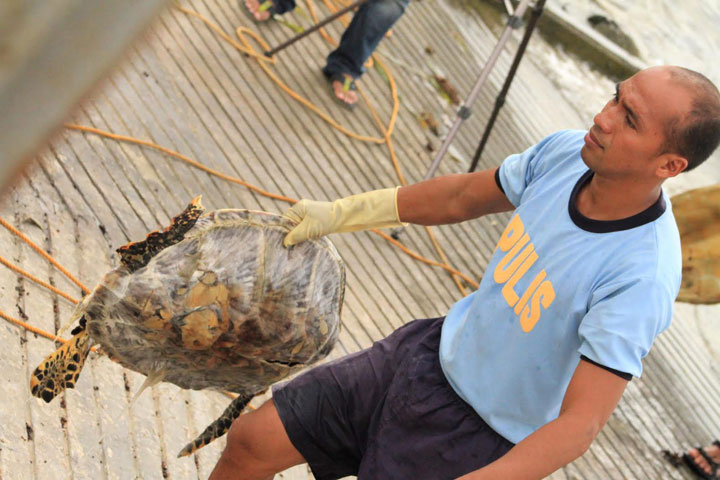 In this photo taken Saturday, May 10, 2014, a Philippine National Police Maritime Group officer holds a dead green sea turtle as he unloads them from the Chinese vessel Qiongqionghai 09063.