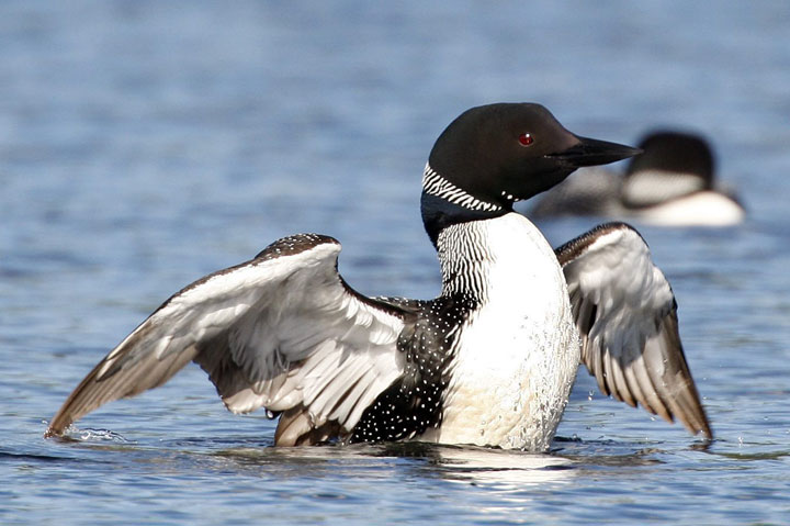 A report by the Audubon Society found that loon is one 
of 314 species whose habitat is threatened by climate change.
