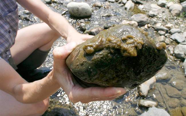A rock is covered with the aquatic algae Didymosphenia geminata -- known as didymo, or rock snot.