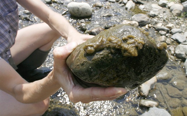 A rock is covered with the aquatic algae Didymosphenia geminata -- known as didymo, or rock snot.