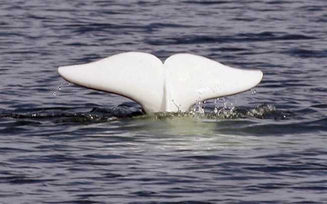 A beluga whale shows its tail in the St. Lawrence River near Tadoussac Quebec. 