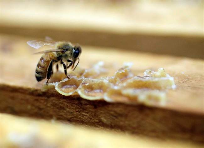 Bees