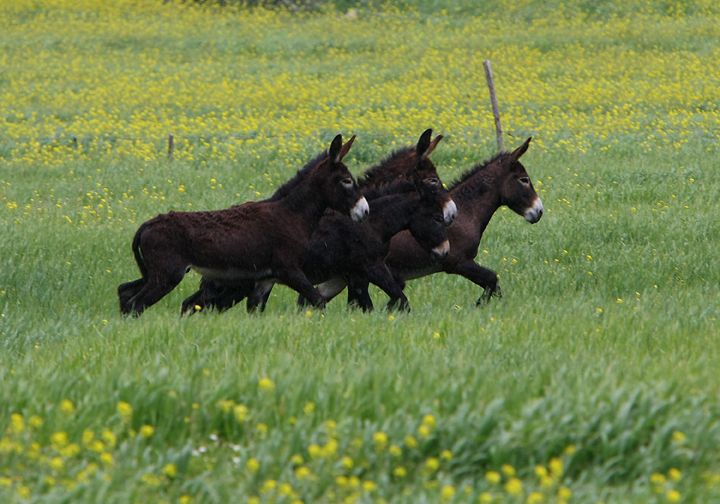 File photo - A herd of wild donkeys run through a field.