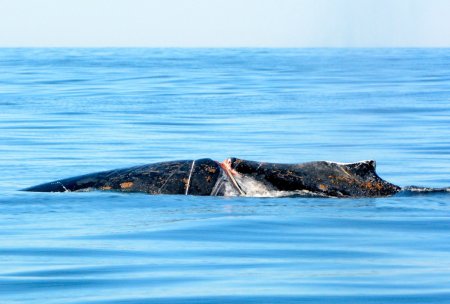 Young humpback whale badly injured after becoming entangled in rope ...