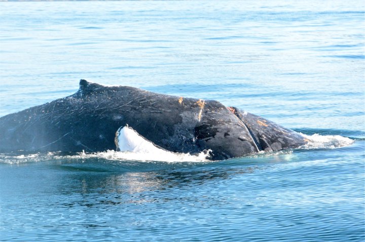 Young humpback whale badly injured after becoming entangled in rope ...