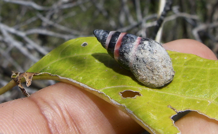 In this photo taken Saturday, Aug. 23, 2014, an adult Aldabra Banded Snail (Rhachistia aldabrae) is examined at the discovery site in dense mixed scrub forest on the coastal fringe of Malabar island, Aldabra Atoll, Seychelles.