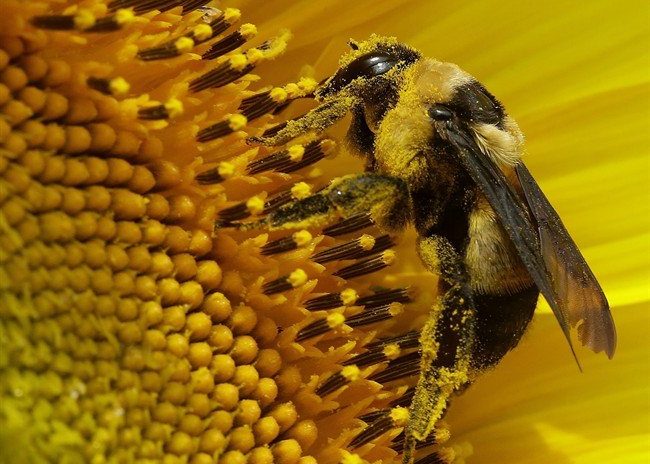 A bee collects pollen in a sunflower field.