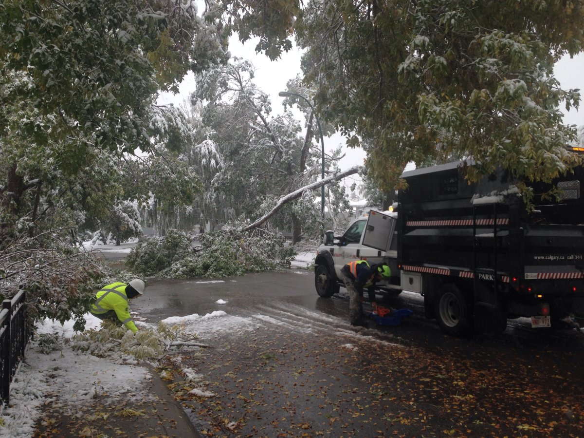 City crews clear a huge tree from Farrell Rd. 