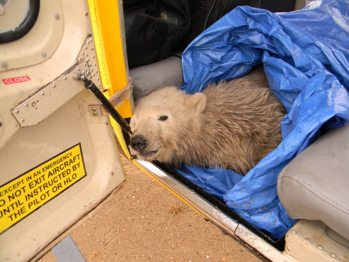 One of two new polar bears being prepared for transport to Winnipeg from near York Factory on September 26, 2014.