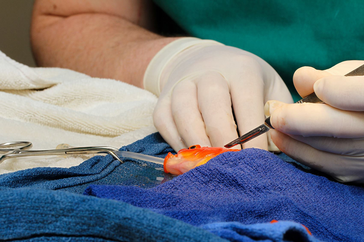 Dr. Tristan Rich of Melbourne's Lort Smith Animal Hospital removed a large tumour from George's head after the fish reportedly had difficulties breathing and swimming.

