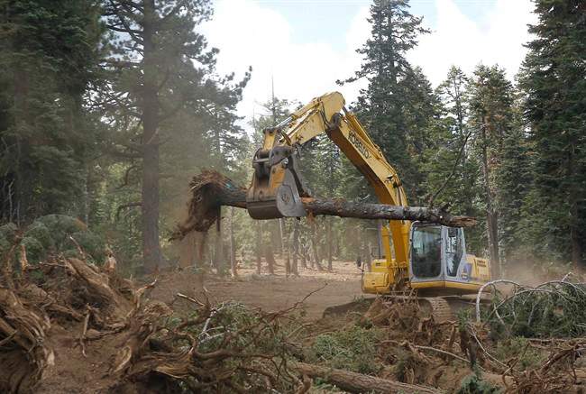 an excavator removes trees that were bulldozed for a firebreak in the battle against Rim Fire along Dodge Ridge in the Stanislaus National Forest, near Tuolumne City, Calif. 
