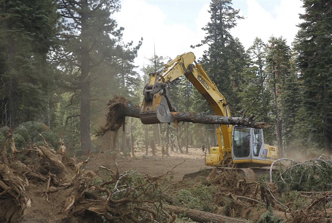 an excavator removes trees that were bulldozed for a firebreak in the battle against Rim Fire along Dodge Ridge in the Stanislaus National Forest, near Tuolumne City, Calif. 