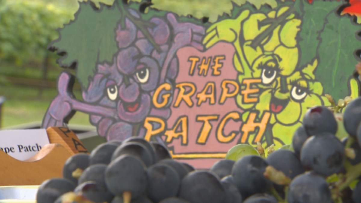 Kelowna U-pick closes gates - image