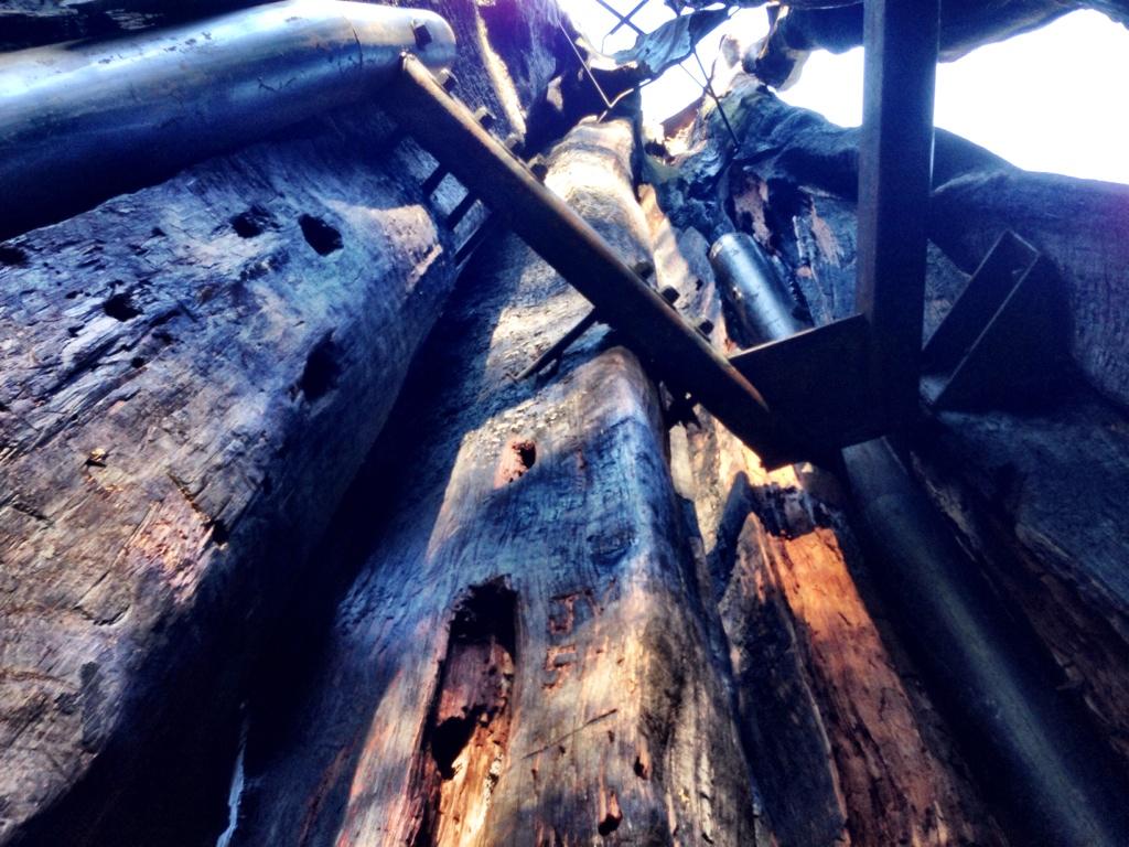 Stanley Park’s iconic Hollow Tree damaged in a fire - image