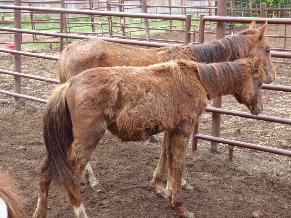Two of the horses seized on the property.