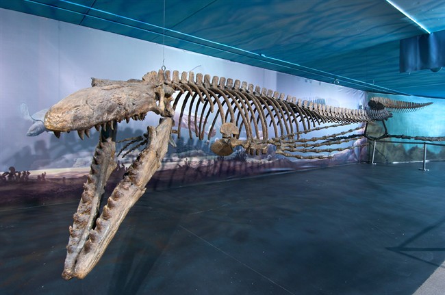 The Canadian Fossil Discovery Centre in Manitoba can now brag that it has the largest mosasaur, shown in a handout photo, on display anywhere in the world. 