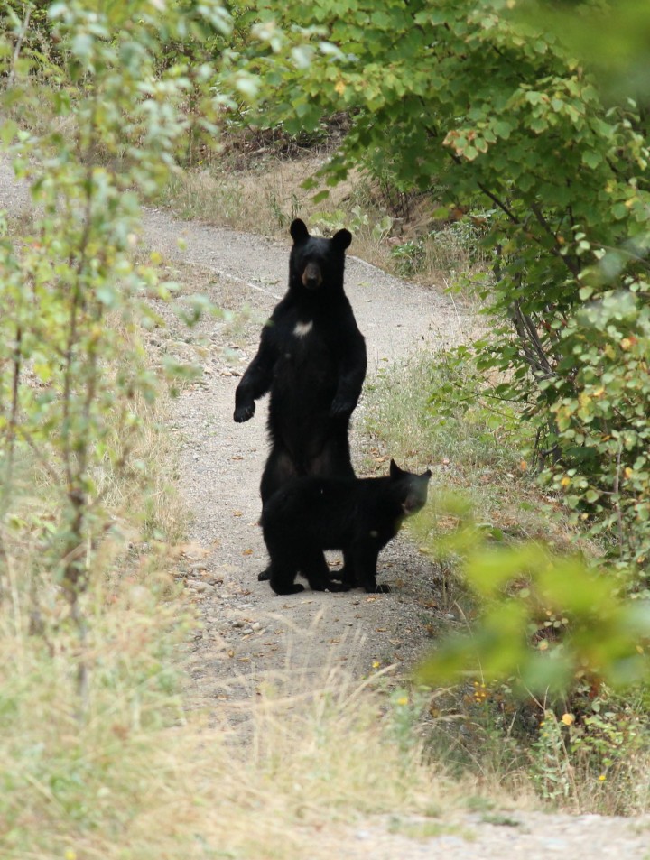 Bear sightings along the Mission Creek Greenway in Kelowna have prompted a frequent visitor to take photos. 