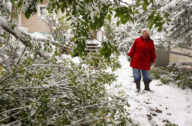 Jean Rivers inspects the damage to her trees. About half of all trees in Calgary were damaged or destroyed in a snowstorm that hit Calgary in September 2014.